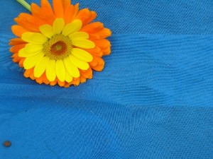 DSCN4363
