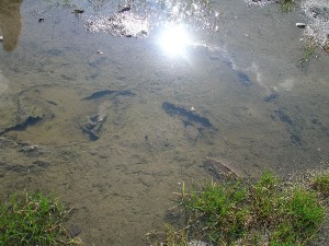 DSCN4466
