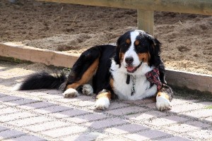 IMG 1668